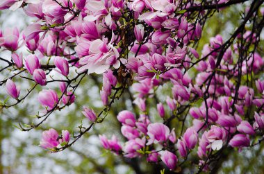 Büyük ve narin çiçekler Manolya 