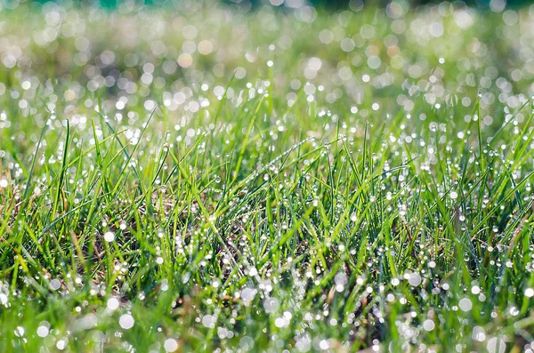 Pequenas gotas de orvalho na grama verde fresca pela manhã — Fotografia de Stock