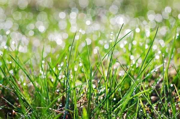 Pequenas gotas de orvalho na grama verde fresca pela manhã — Fotografia de Stock