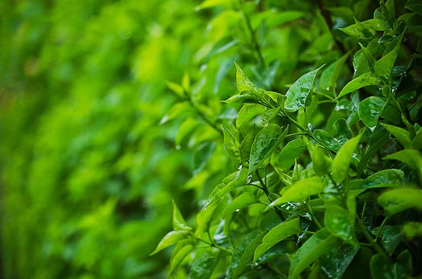 若い緑の葉クローズ アップ露天 — ストック写真