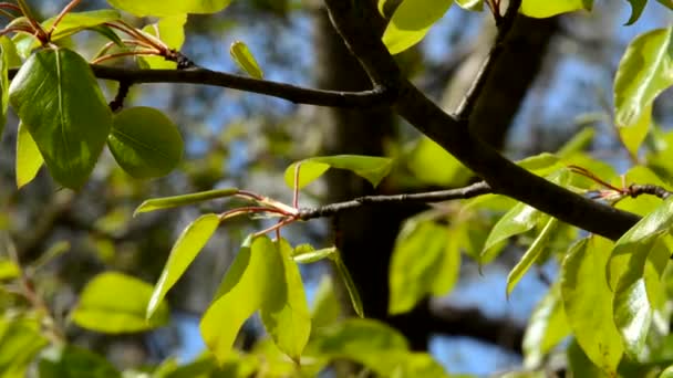 Blätter an einem Zweig Kirsche oder Birne — Stockvideo