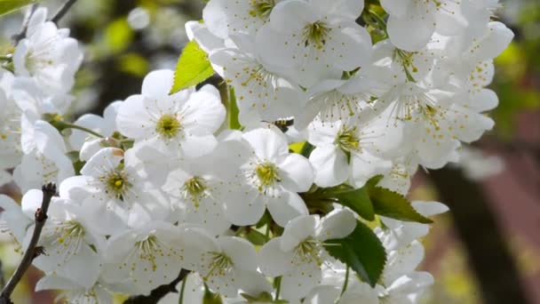 Άνθη σε ένα υποκατάστημα της κερασιάς ή αχλάδι — Αρχείο Βίντεο