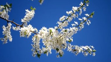 Açık havada beyaz bahar çiçek dalları 