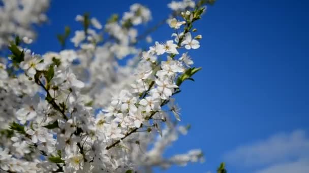 Vita vårblomma grenar utomhus — Stockvideo