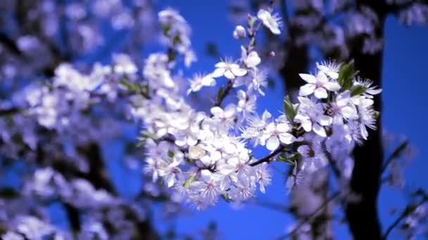 Vita vårblomma grenar utomhus — Stockvideo