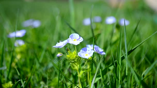 Veronica fiori primaverili che sbocciano all'aperto nella natura — Video Stock