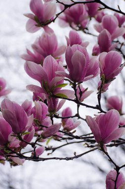 Büyük ve narin çiçekler Manolya 