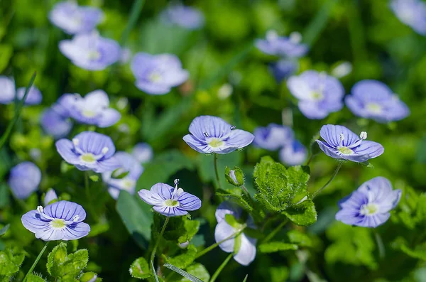 Açık havada çiçeklenme Veronica Small narin çiçekler — Stok fotoğraf