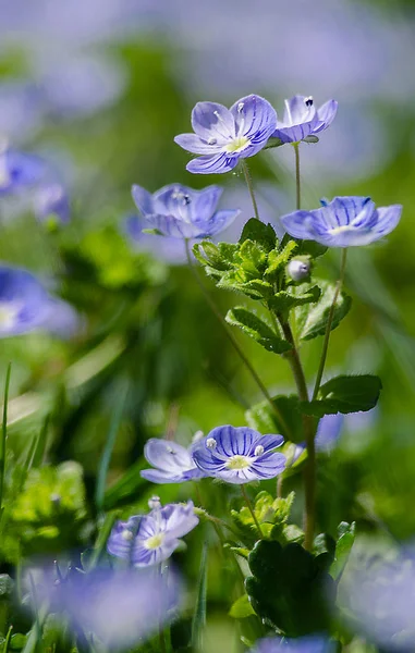 Veronica Small delicate flowers blooming outdoors — Stock Photo, Image