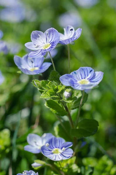 Veronika kleine zarte Blumen blühen im Freien — Stockfoto