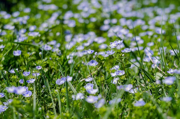 Veronica Small fina blommor blooming utomhus — Stockfoto