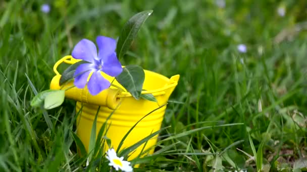 Pequenas flores azuis periwinkle ao ar livre balançando — Vídeo de Stock