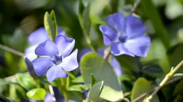 Piccoli fiori blu pervinca all'aperto ondeggianti — Video Stock