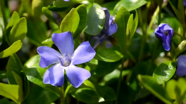 Barwinek małe niebieskie kwiaty na zewnątrz kołysząc — Wideo stockowe