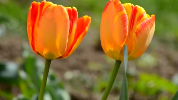 Zarte weiche Tulpen — Stockvideo