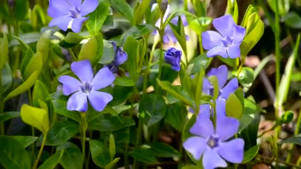Kleine maagdenpalm blauwe bloemen buiten slingerende — Stockvideo