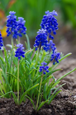 Bahar muskari küçük mavi çiçekler açar 