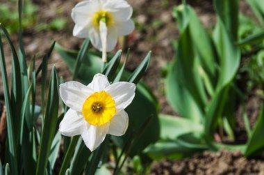 Nergis attı çiçekler bahar 