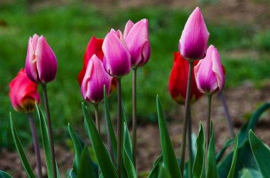 Hassas yumuşak Lale çiçek