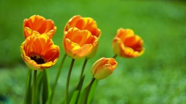 Hassas yumuşak Lale çiçek 