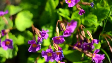 küçük bahar campanula'lar büyümek 