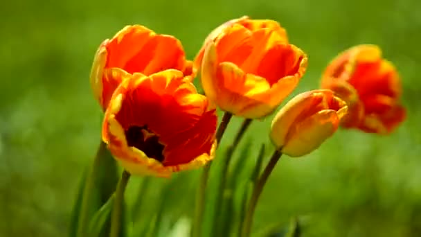 Délicate fleur de tulipes douces  