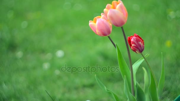 Flor delicada de tulipas macias — Vídeo de Stock