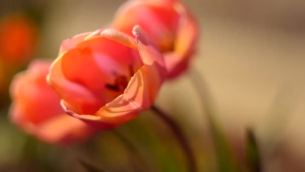 Delicate soft tulips bloom — Stock Video