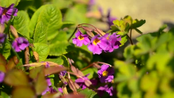 Pequenas primrosas primavera crescer — Vídeo de Stock