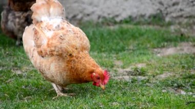 Yerli tavuk yürümek ve yeşil çim otlatmak 