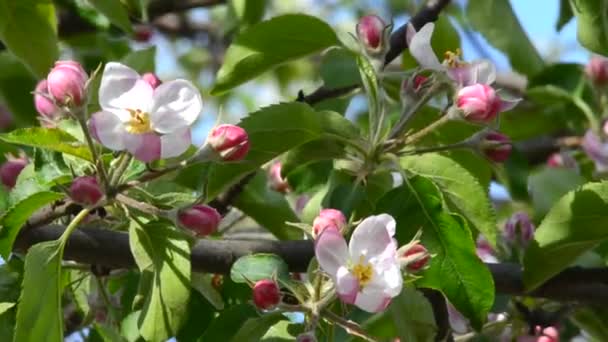 Flor de manzana rosa suave — Vídeos de Stock