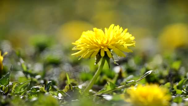 Diente de león flor amarilla creciendo al aire libre — Vídeos de Stock