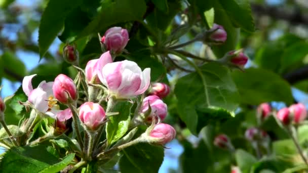 Απαλό ροζ μήλο άνθος — Αρχείο Βίντεο