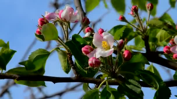 Flor de maçã rosa suave — Vídeo de Stock