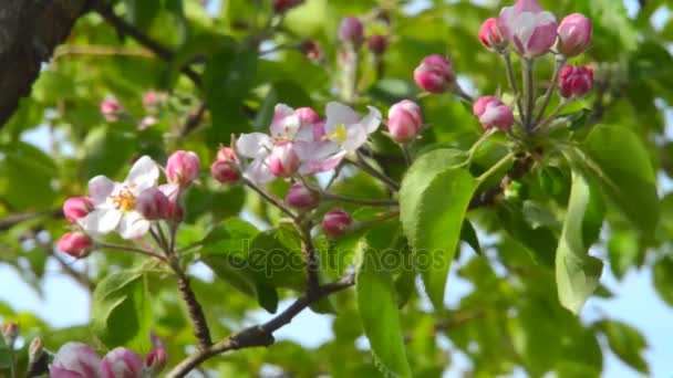 Yumuşak pembe elma çiçeği — Stok video