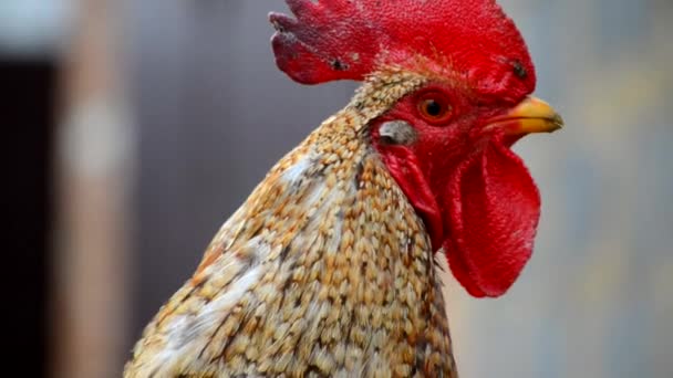 Εγχώρια κοτόπουλα να περπατήσει και να βόσκουν πράσινο γρασίδι — Αρχείο Βίντεο