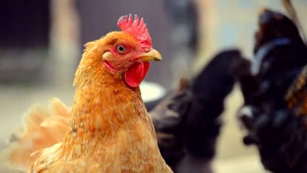 Poulets domestiques marchent et pâturent herbe verte  