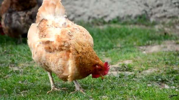 Domestic chickens walk and graze green grass — Stock Video