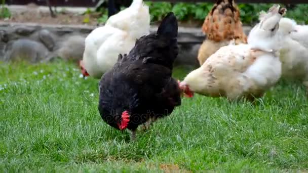 Domestic chickens walk and graze green grass — Stock Video