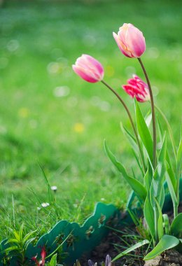 Hassas yumuşak Lale çiçek