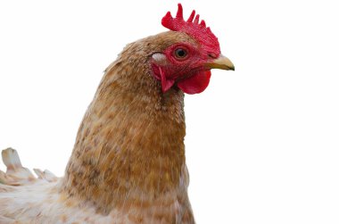  Evcil tavuklar otluyor ve dışarıda yürüyor.