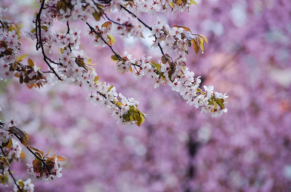 Duże i delikatne kwiaty magnolia — Zdjęcie stockowe