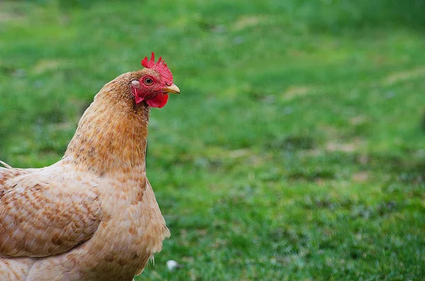 Casa aves domésticas galinhas pastando e andando ao ar livre — Fotografia de Stock