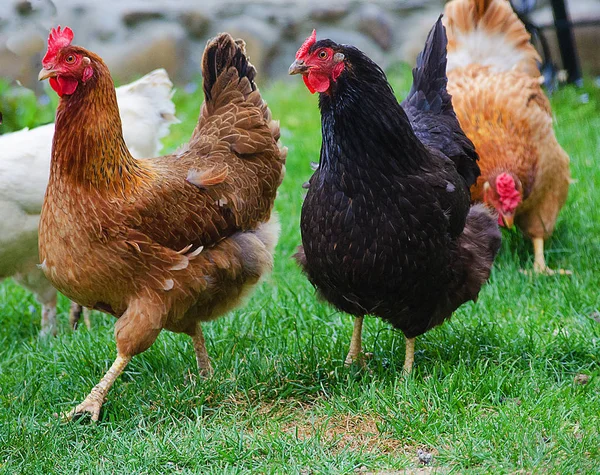  Evcil tavuklar otluyor ve dışarıda yürüyor.