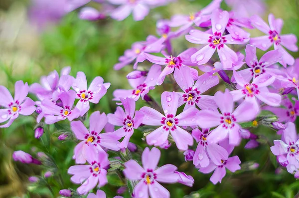 Küçük çiçek açan phlox ile pembe çiçekler — Stok fotoğraf