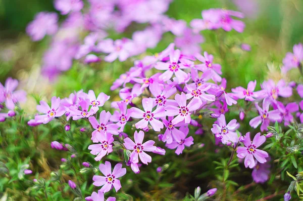 Kis virágok virágzó phlox rózsaszín — Stock Fotó