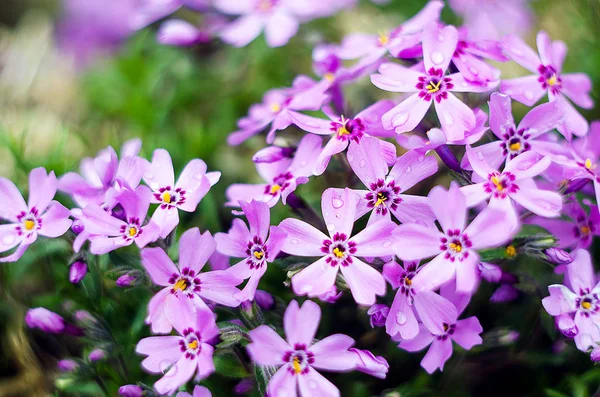 Küçük çiçek açan phlox ile pembe çiçekler 