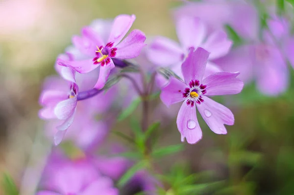 Kis virágok virágzó phlox rózsaszín — Stock Fotó