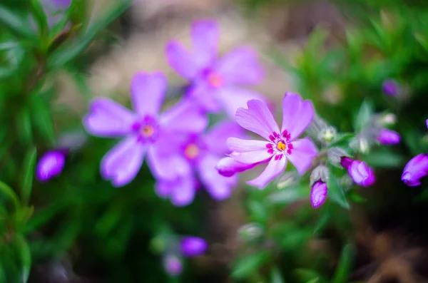 Fiori piccoli fioritura phlox rosa con — Foto Stock