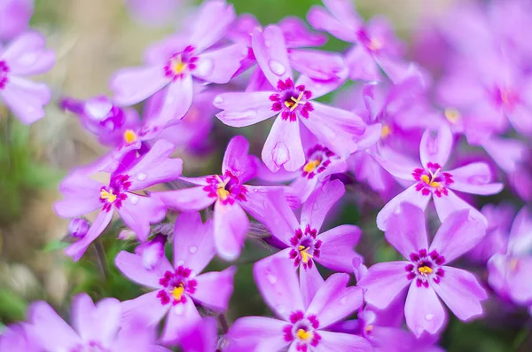 Kis virágok virágzó phlox rózsaszín — Stock Fotó